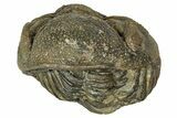 Wide, Enrolled Morocops Trilobite - Morocco #347236-1